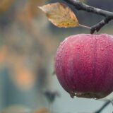 Soha nem látott kár a gyümölcsösökben – meddig szaladhatnak fel az árak?