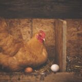 Kampány indul a baromfi és a tojás fogyasztásának ösztönzésére