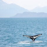 Új bálnafajt azonosítottak a Mexikói-öbölben