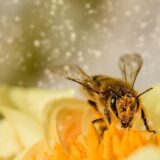 MME: házi készítésű méhecskehotelekkel segíthetjük a beporzó rovarokat