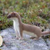 Gyermekrajzpályázat a hermelinről