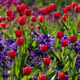Tavaszi virágok, Almási Kitti, Mészáros János Elek - jövő héten a JFMK-ban
