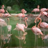 Húsz flamingófióka kelt ki a Budapesti Állatkertben