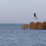 Krakkó Ákos: a Kék Bolygó Alapítvány hosszútávú megoldást keres a Velencei-tó helyzetére