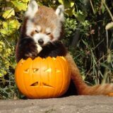 Sokszínű programkínálattal várja a látogatókat Halloween alkalmából az Állatkert péntek este