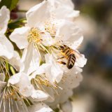 Európa legnagyobb méhes tárlatát rendezik be az MTTM-ben