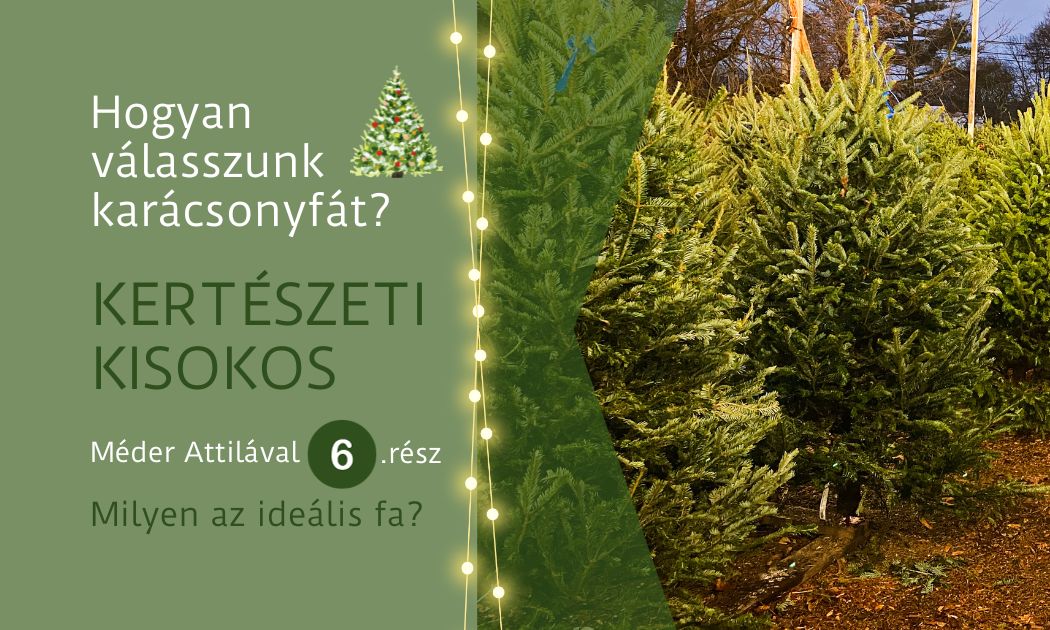 Így válasszunk tökéletes karácsonyfát! A szakértő tanácsai
